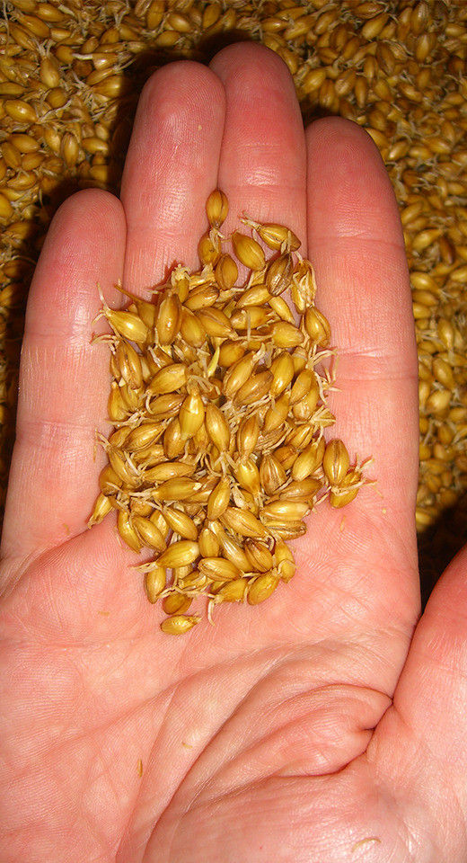 Malted barley