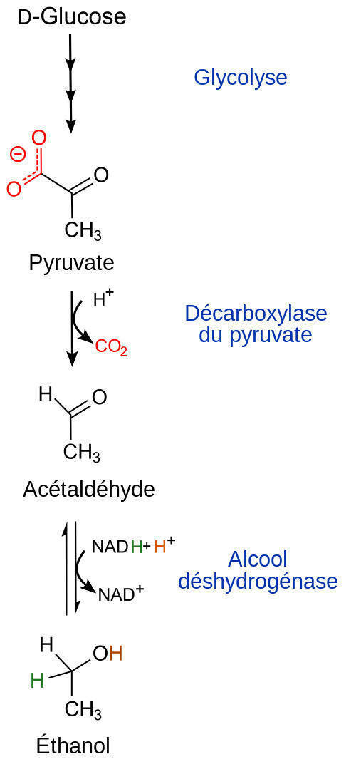 Shema de fermentation